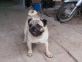 พ่อปั๊กรับผสม จากคอกthepugนครสวรรค์089-4361126