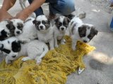 บางแก้วเลี้ยงเอง ราคาถูก