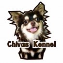 พ่อพันธุ์ชิวาวาหล่อๆ หลายสีหลายสาย เปิดรับผสม ที่เมืองราชบุรี   