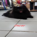 รับผสมค่ะ พ่อพันธุ์ปอมนำเข้าสีดำ ไซส์เล็ก หน้าแบ๊ว มีใบเพ็ดเปิดรับผสมราคาโปรโมชั...