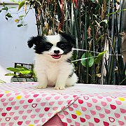 ชิวาวาขนยาวผสมปอม 2,000฿ น่ารัก ขนนิ่มฟู