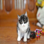 ขายแมวเปอร์เซีย หน้าตุ๊กตา