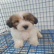 ชิสุผสมพุดเดิ้้ล