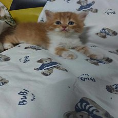 แมว เปอร์เซีย