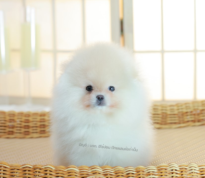 ปอมแท้ ปอมเมอเรเนียน HRM-68779 เพศชาย สีขาว อายุ 2 เดือน หน้าตาน่ารัก ขาสั้น ขนแ...