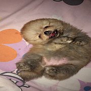 รับฝากเลี้ยง ฝากคลอดเฉพาะสุนัขสายพันธุ์ ปอม&มอลทีส POM&Maltese