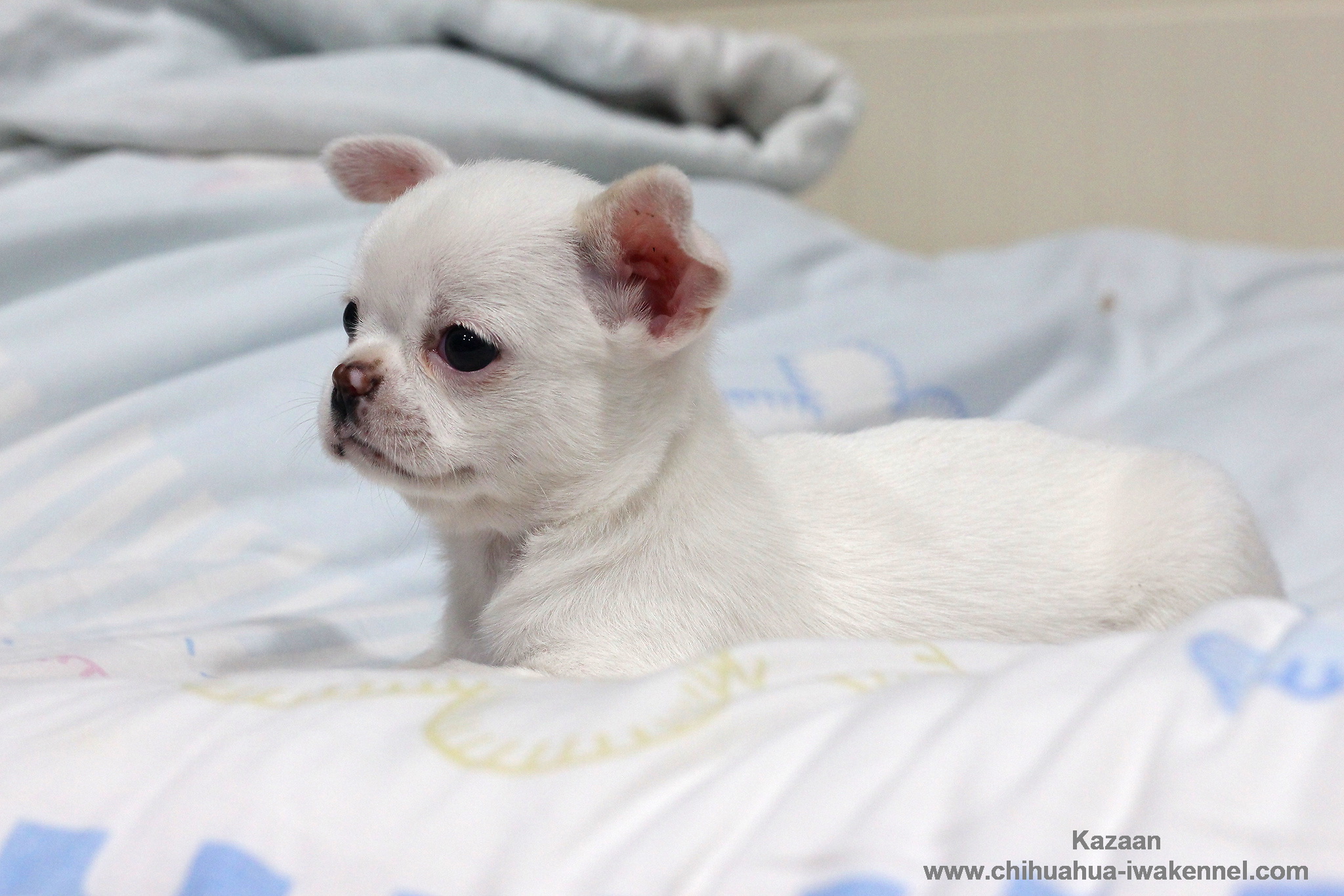 ขายลูกสุนัขชิวาวา