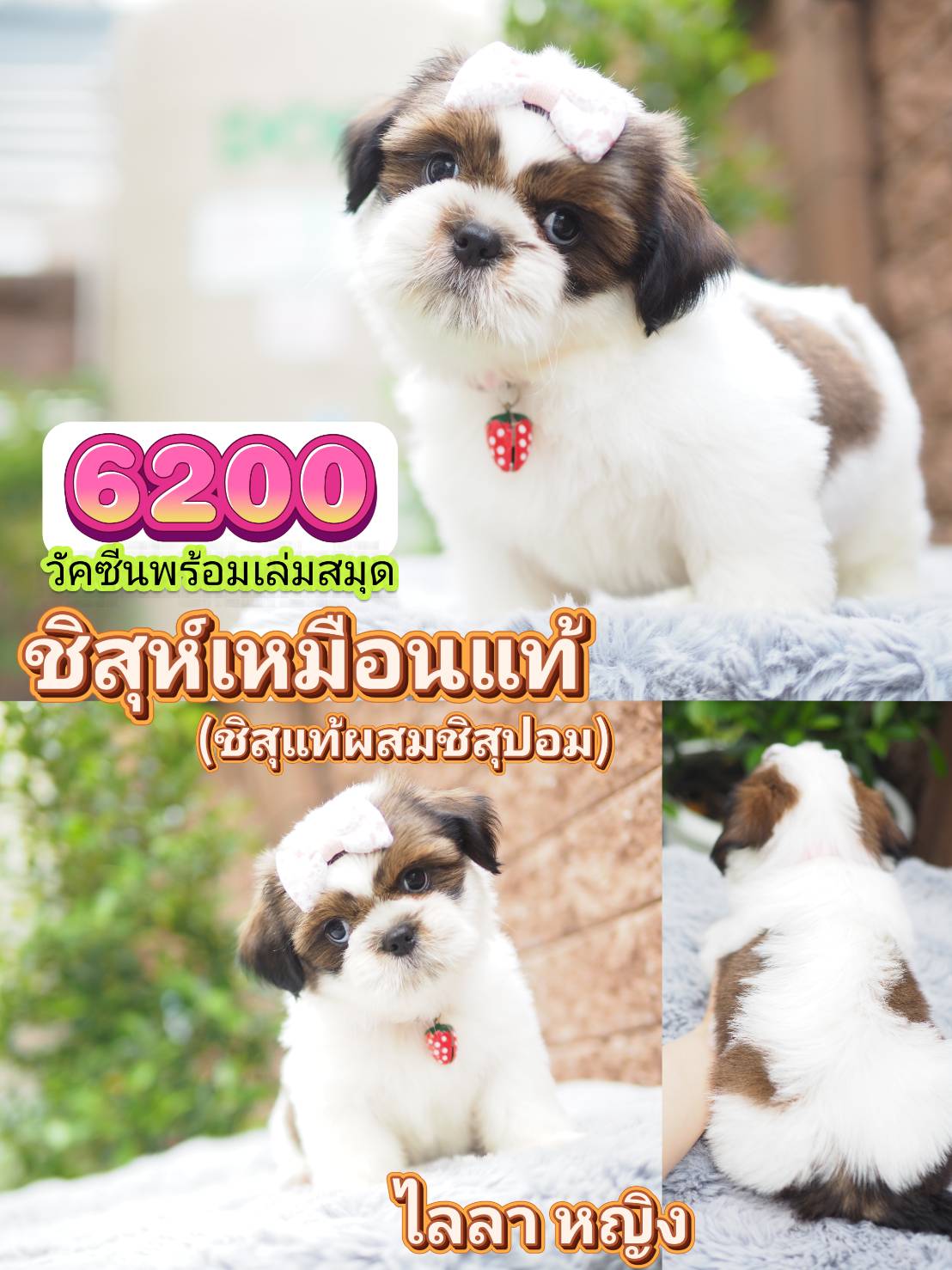 กิ๊ฟซ่าชิสุ ❤️ กทม