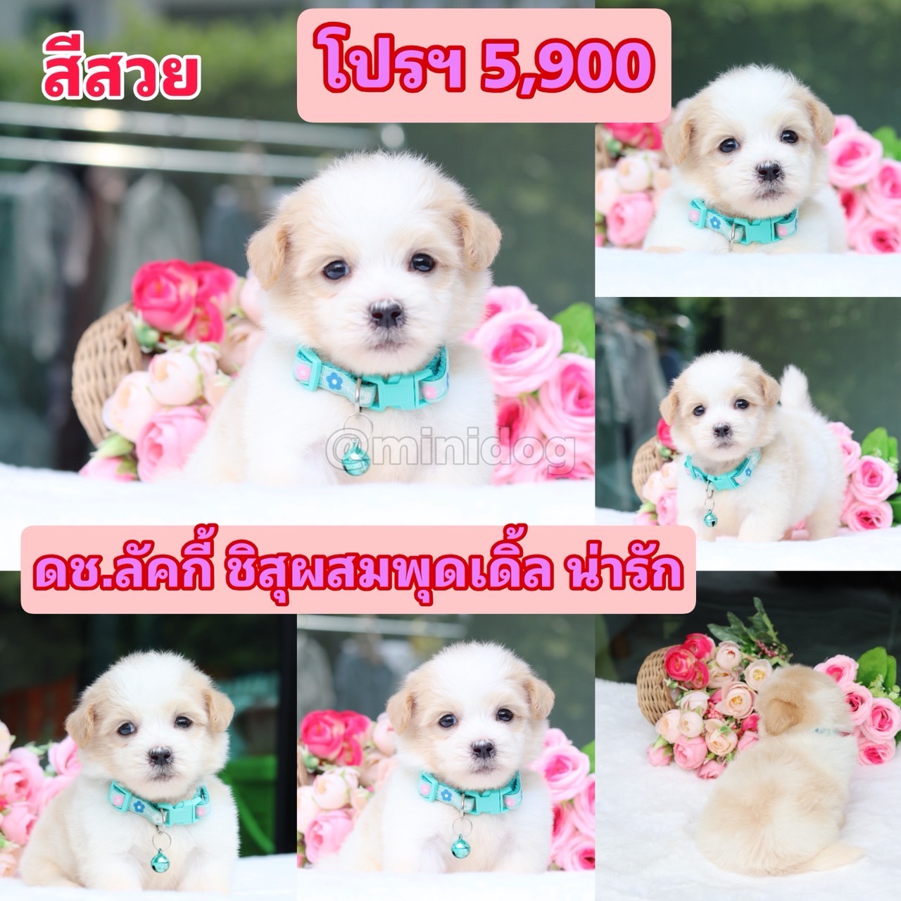 ชิสุผสมพุดเดิ้ล