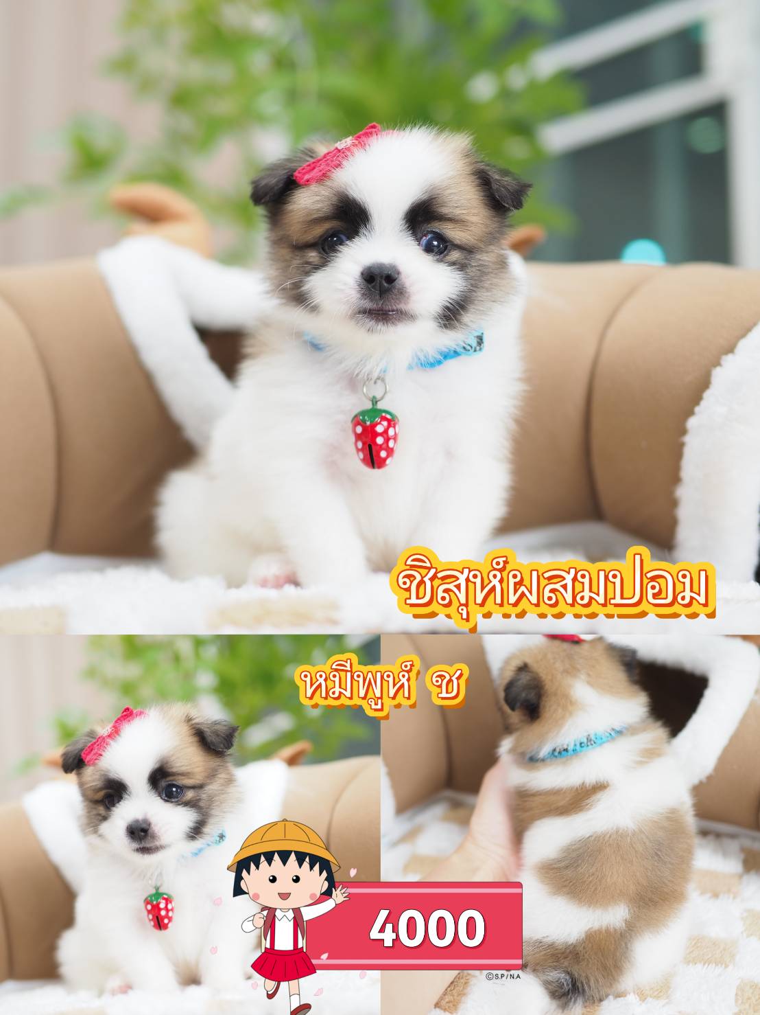 ชิสุผสมปอม