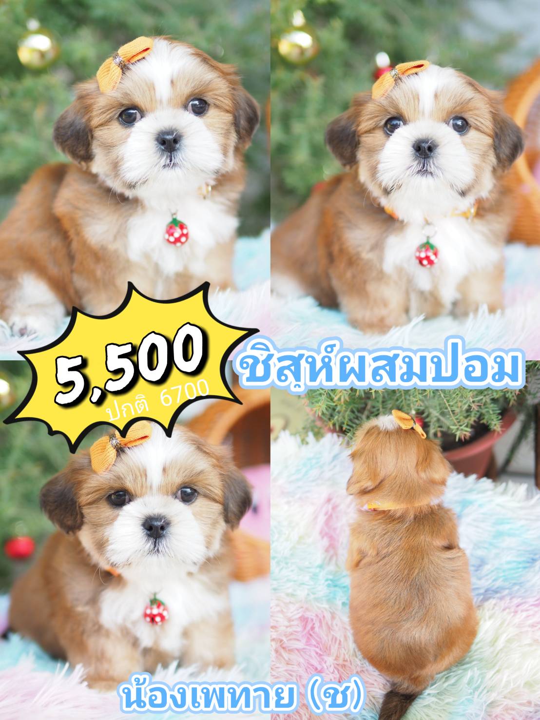 กิ๊ฟซ่า ชิสุ