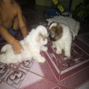 ชิสุผสมพุดเดิ้ล