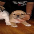 ปั๊กผสมชิสุ ราคาถูก ด่วน