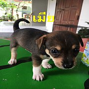 ชิวาว่า