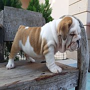 สาวน้อย English Bulldog หาบ้านค่าาา