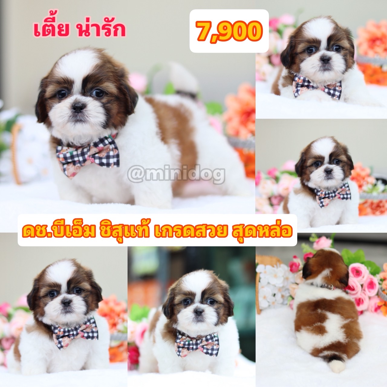 ชิสุแท้เกรดสวย