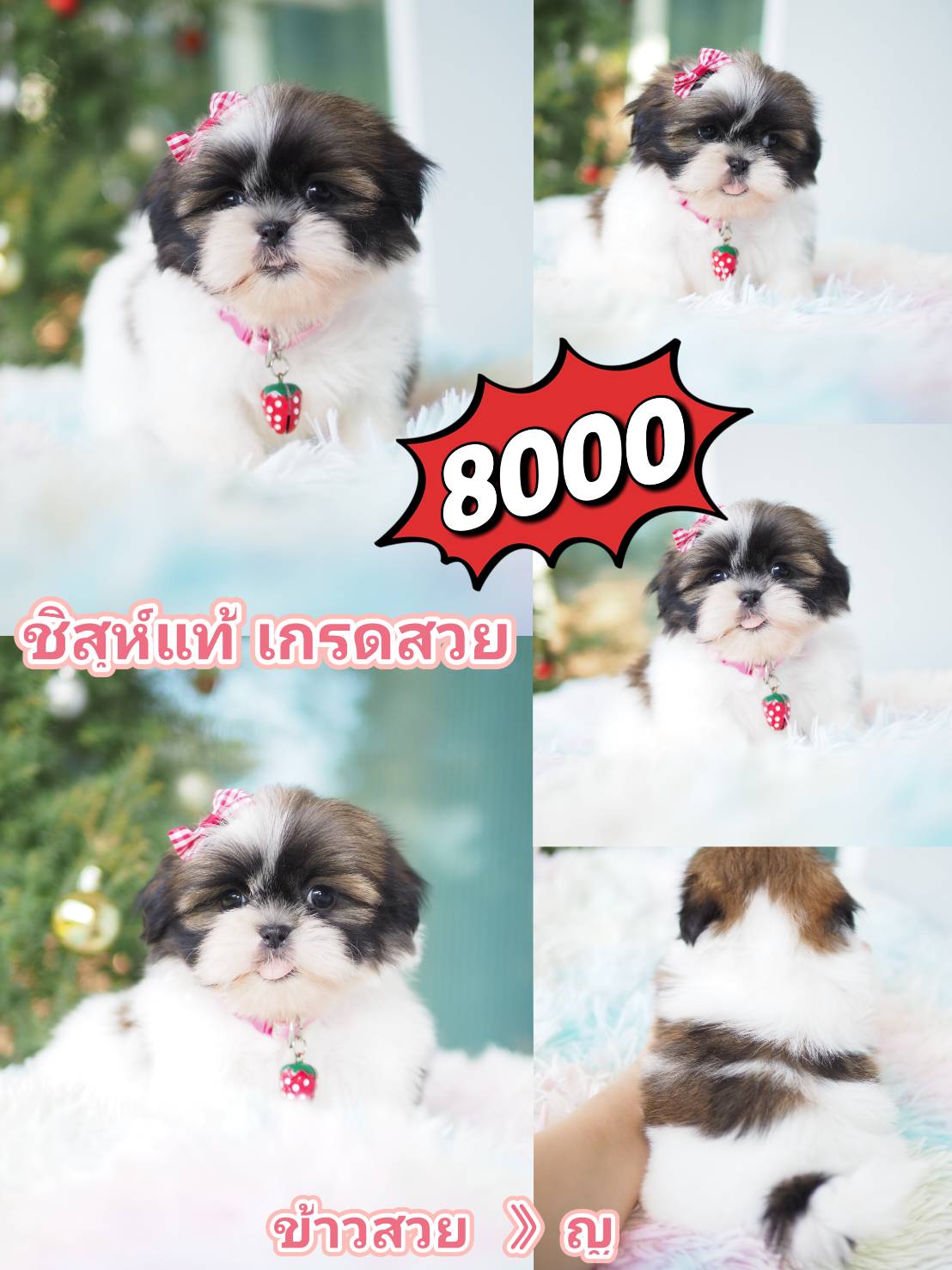 ชิสุ เกรดสวย