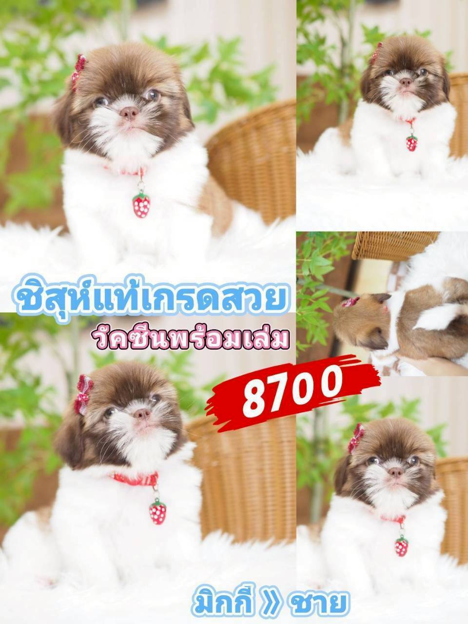 กิ๊ฟซ่าชิสุ ลดได้ จร้า