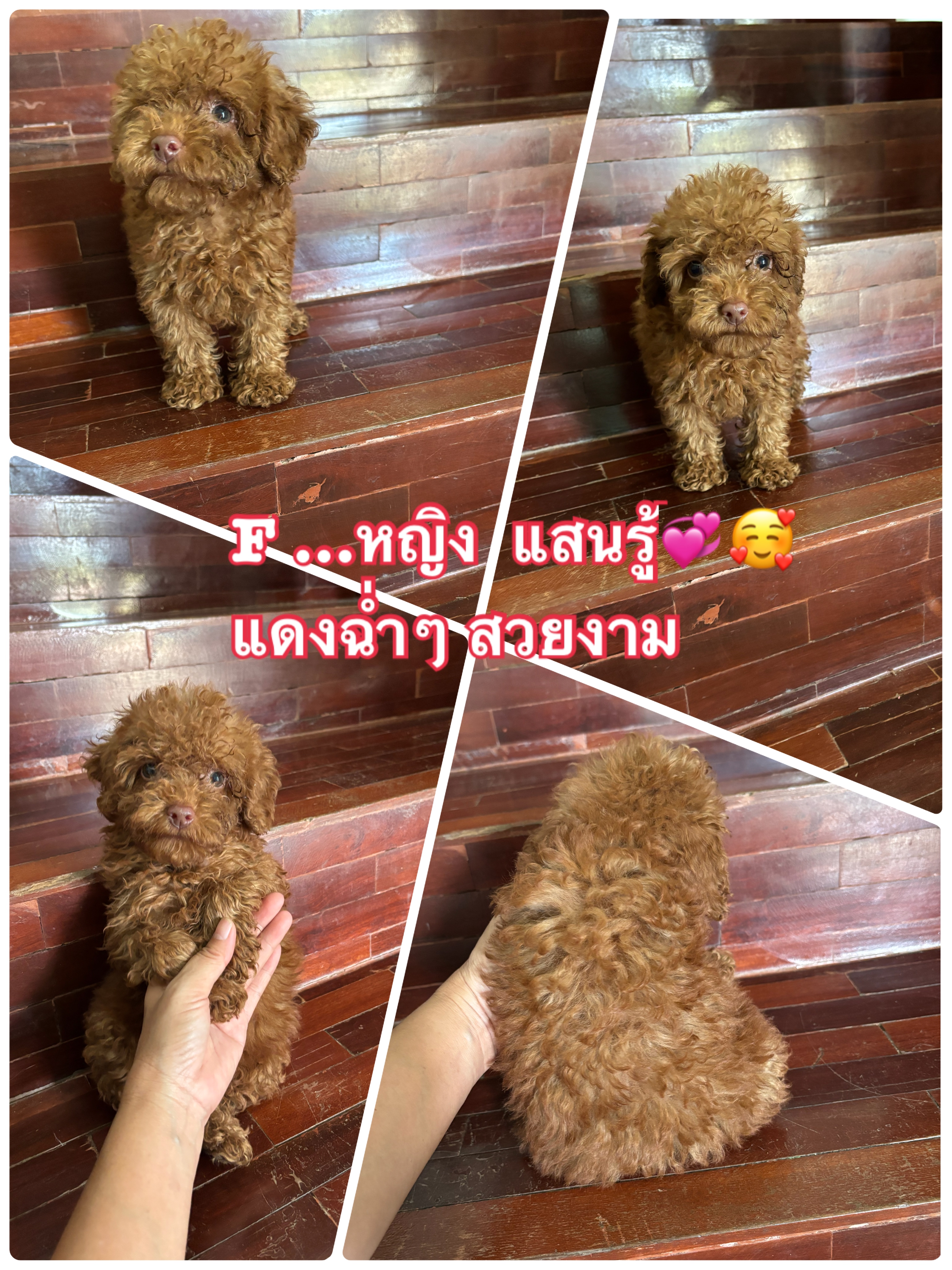 Poodle tiny toy  พุดเดิ้ลไทนี่ทอย เกรดสวยๆ