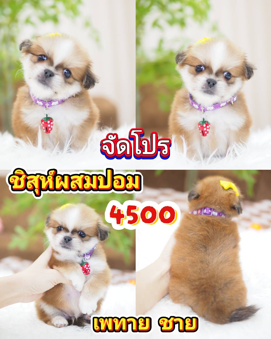4500 พี่ว่าไง