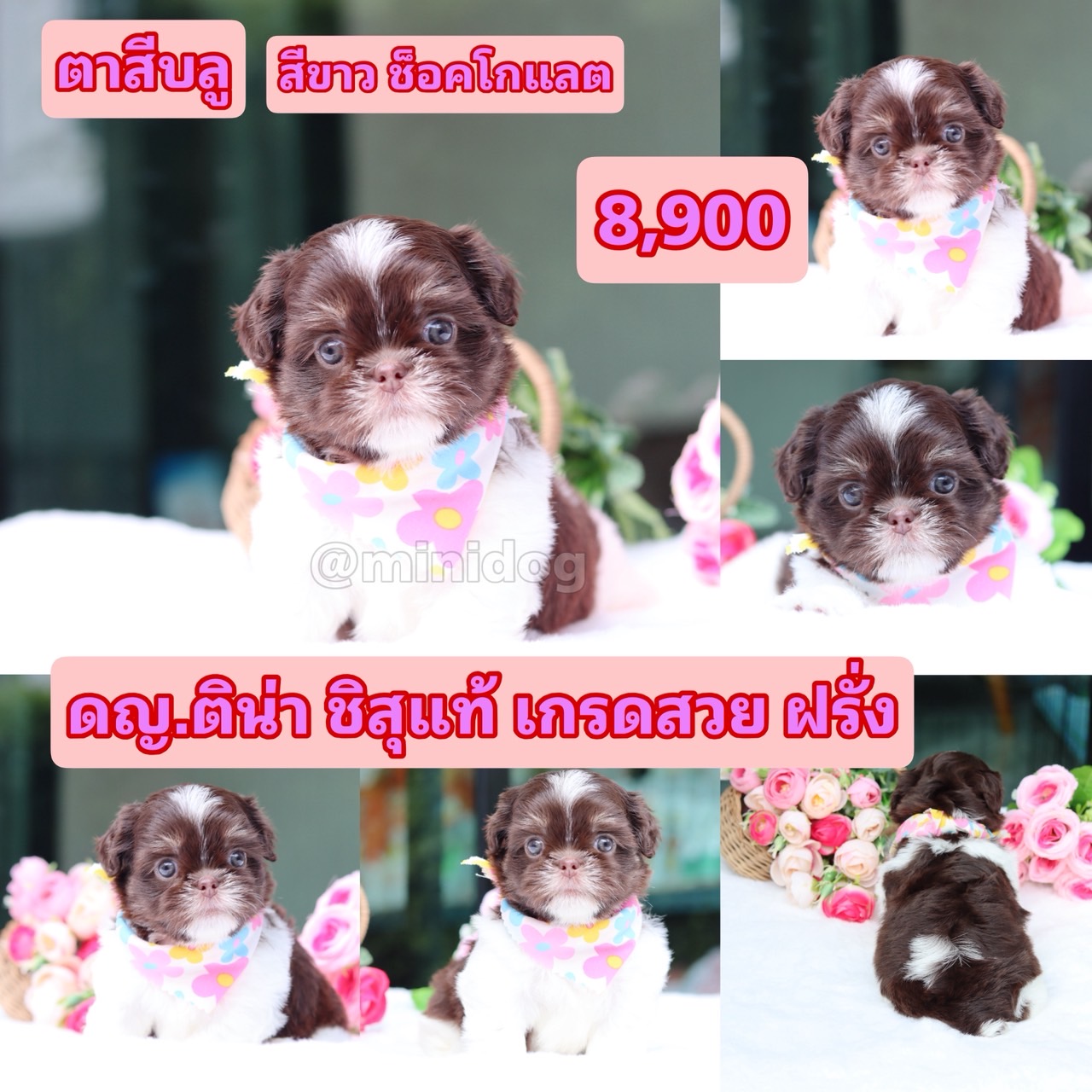 ชิสุแท้เกรดสวย