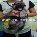 ลูกสุนัขอัลเซเชี่ยนขนยาวโอเวอร์ไซส์