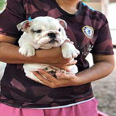 เปิดจองลูกบลูด็อกเพศเมีย