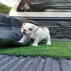 เปิดจองลูกบลูด็อกเพศผู้