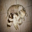 ชิสุห์ผสมพุดเดิ้ล