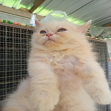 แมวเปอร์เซีย