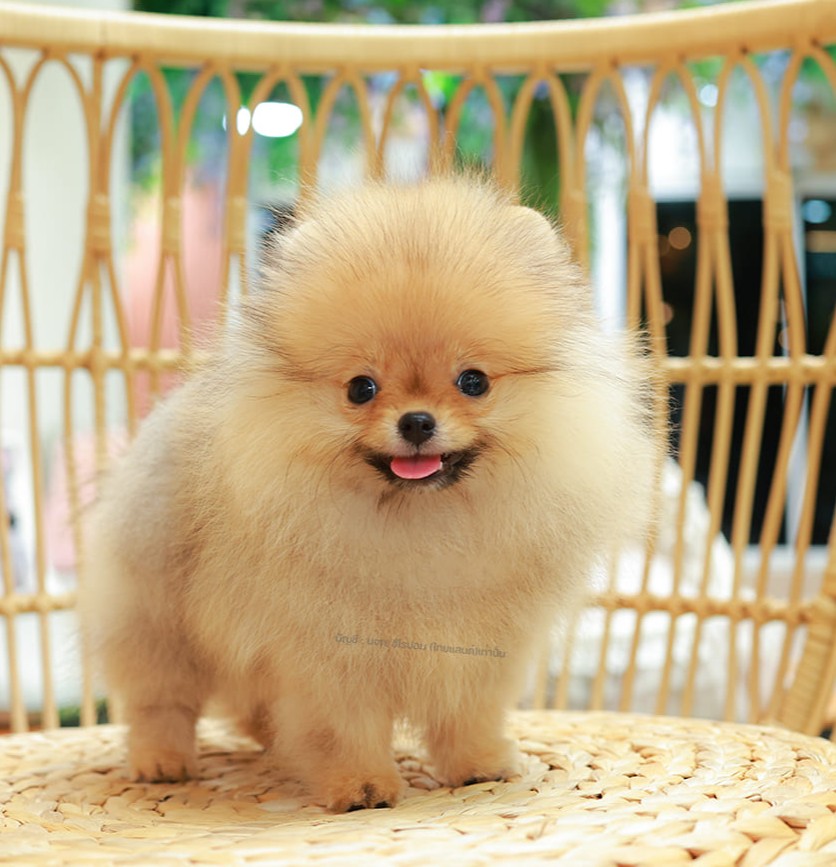 ปอมแท้ ปอมหน้าหมี HRM-10835 เพศชาย สีส้ม ตัวจิ๋วตัวเล็ก แก้มอ้วน น่าฟัดมาก ๆ ตอน...