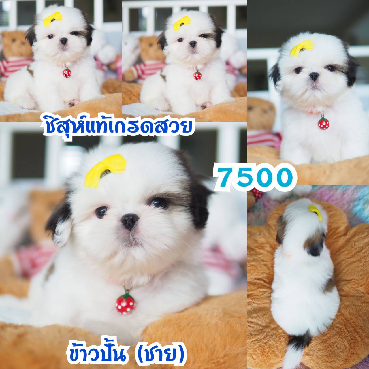 กิ๊ฟซ่าชิสุ