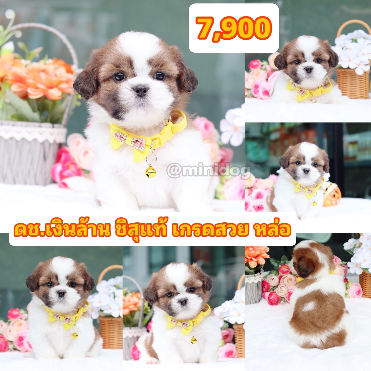 ชิสุแท้เกรดสวย