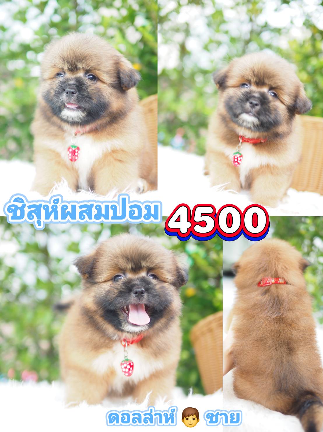 กิ๊ฟซ่า ราคาถูก❣️