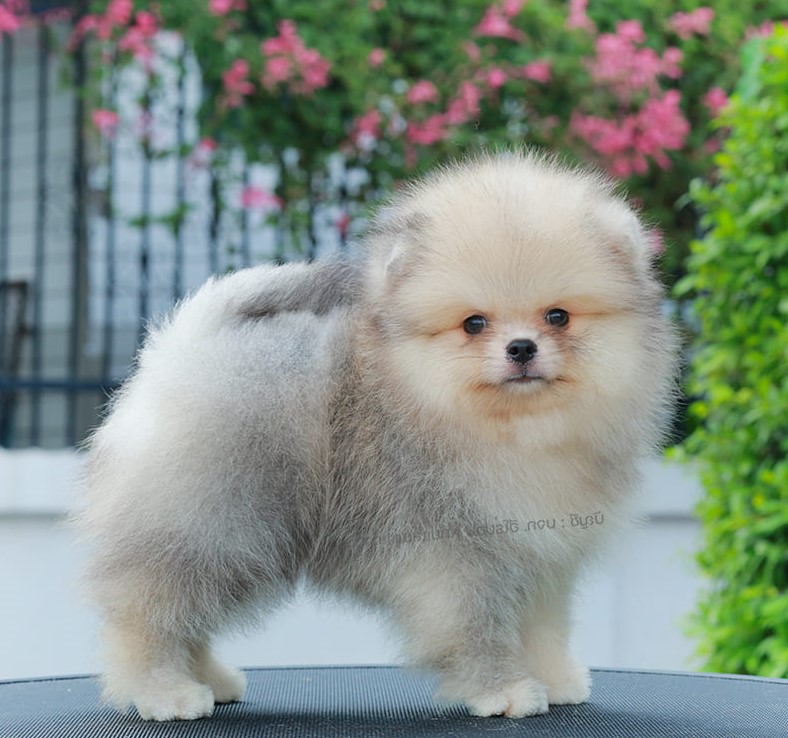 ปอมแท้ ปอมหน้าสั้น HRM-10792 เพศชาย สีส้ม หนุ่มฮอต หน้าตาน่ารัก น่าเอ็นดูมาก ๆ แ...