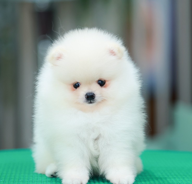 ปอมหน้าหมี ปอมแท้ ปอมเมอเรเนียน HRF-26227 เพศหญิง สีครีม อายุ 2 เดือน ตัวเล็ก ขา...