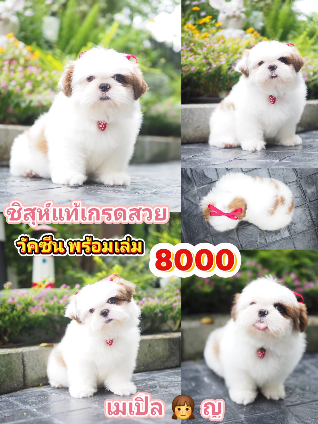 กิ๊ฟซ่า แถม วัคซีน