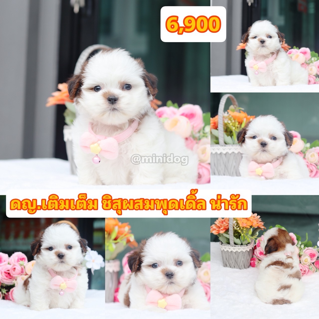 ชิสุพุดเดิ้ล