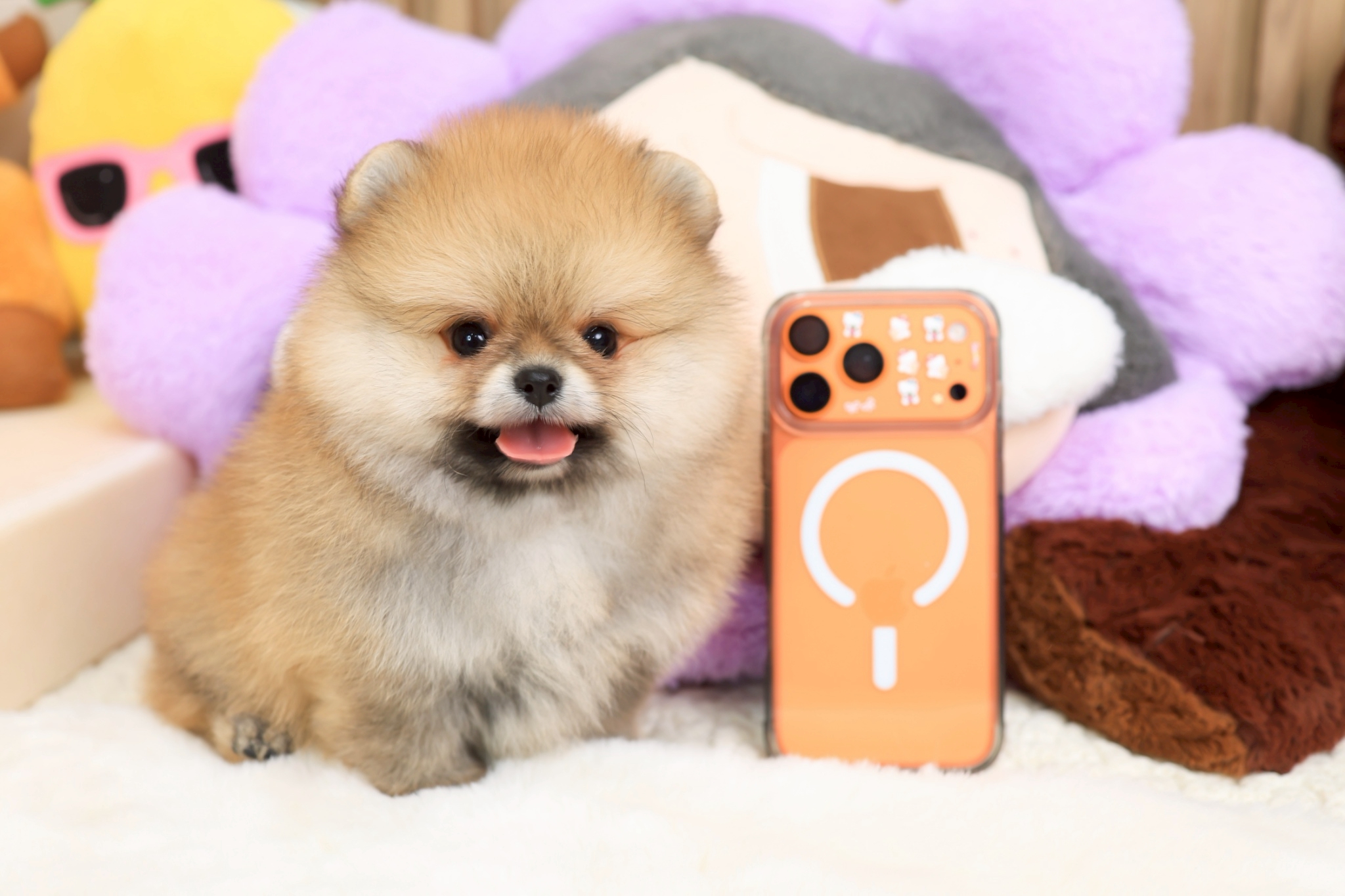 ปอมแท้ ปอมหน้าสั้น HRM-68352 เพศชาย สีส้ม อายุ 2 เดือน น่ารักมาก ๆ ถ่ายรูปแล้วขึ...