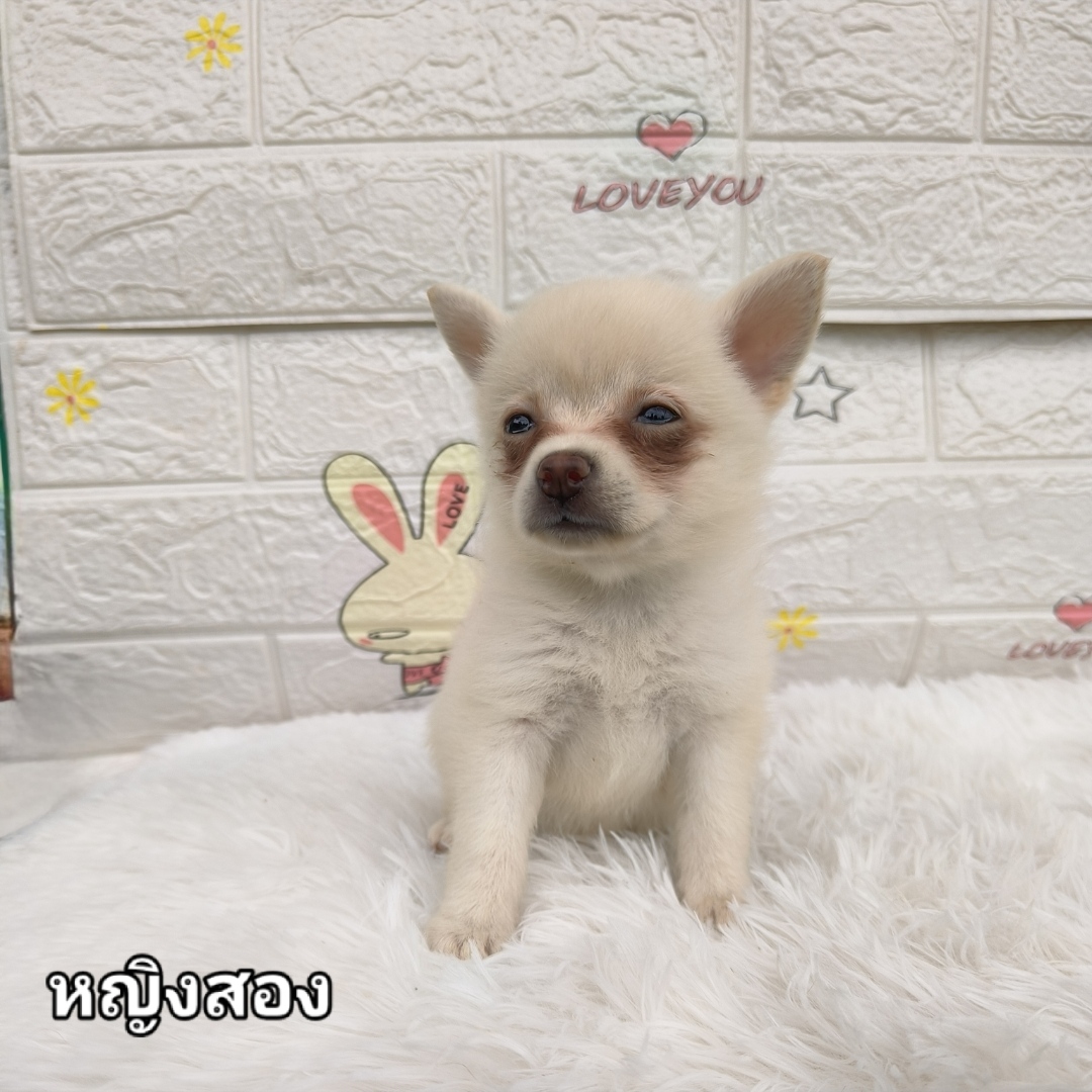 ชิวาวาขนยาว