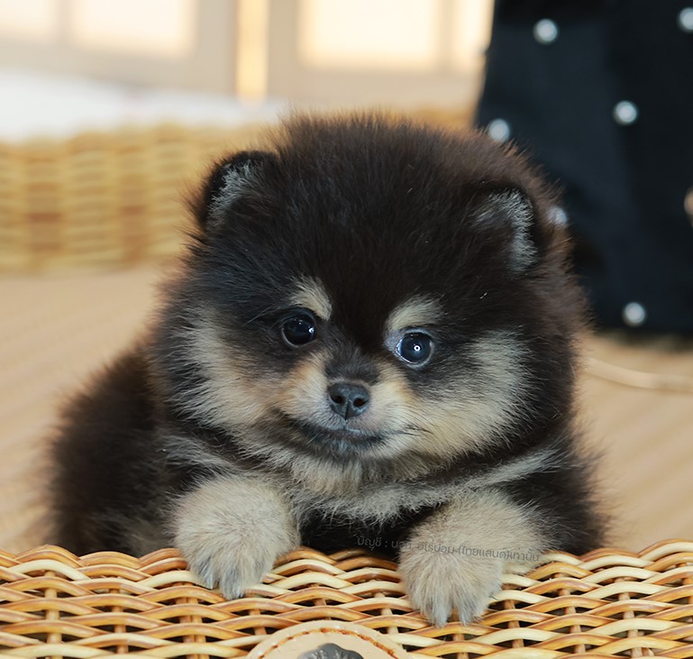 ปอมแท้ ปอมเมอเรเนียน HRM-68178 เพศชาย สีแบล็คแทน อายุ 2 เดือน หน้าตาน่ารัก ขาสั้...