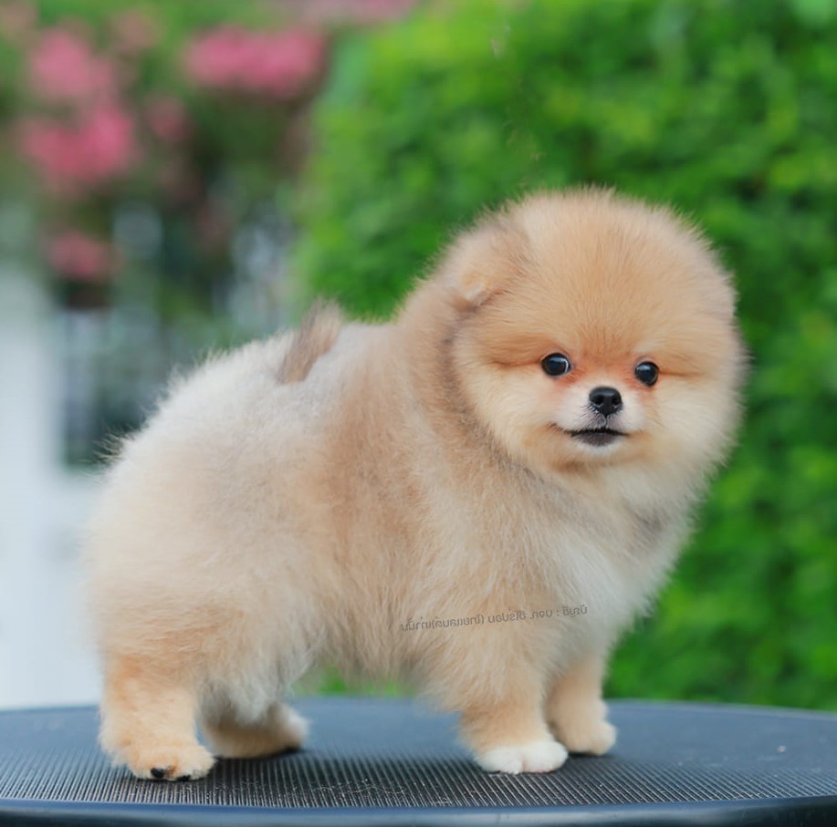 ปอมแท้ ปอมหน้าสั้น HRF-10785 เพศหญิง สีส้ม สาวฮอต หน้าตาน่ารัก น่าเอ็นดูมาก ๆ แก...