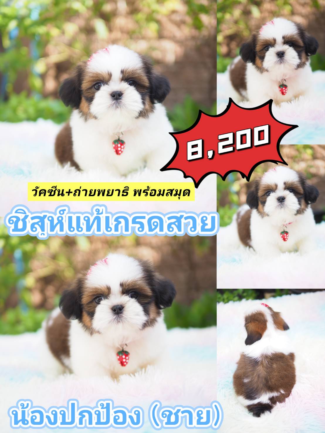 SHIHTZU กิ๊ฟซ่า +  วัคซีน