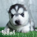 *ปิดการขาย* ลูกไซบีเรียน ฮัสกี้ เพศเมีย สายแชมป์ AM./TH.CH.