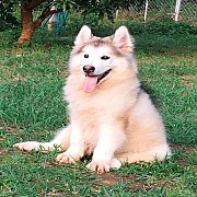 น้องหมาอลาสกัน เพศผู้ สีขาวเทา โครงสร้างใหญ่ พร้อมจัดส่งฟรี