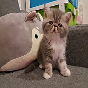 เปิดจองลูกแมว (น้องอุ๋งอุ๋ง) ลูกครึ่งCFA