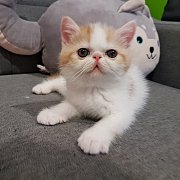 **เปิดจอง ** ลูกแมว Exotic SH (น้องอาฉี) ลูกครึ่งCFA