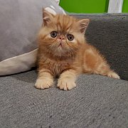 **เปิดจอง ** ลูกแมว Exotic SH (น้องส้ม) ลูกครึ่งCFA