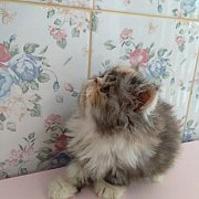 น้องแมวพร้อมย้ายบ้านจ้าเอ็กโซติกน่ารักมาก แข็งแรง ฉีดวัคซีน พันธุ์แท้