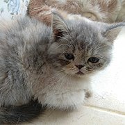 น้องแมวเอ็กโซติกพันธุ์แท้ น่ารัก แข็งแรง ฉีดวัคซีน พร้อมย้ายบ้าน